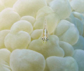   ... diving Moevenpick Naama Bay Sharm el Sheikh  